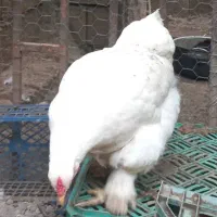 مرغ تخمگذار برهماپاپر