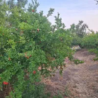 باغ توریستی انارو چاغاله بادام وزردالو