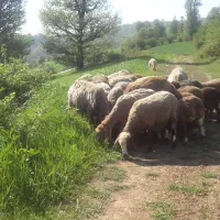 پرورش گوسفند