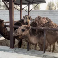 شتر جونگ نر