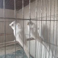 مرغ عشق پروانه ای