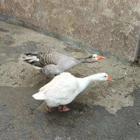 یک جفت غاز جوان