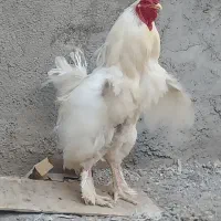 مرغ زینتی تخمگذار برهما خروس برهما سفید کمیاب