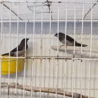 جفت فنچ بنگالی