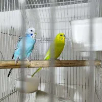 یک جفت مرغ عشق با قفس