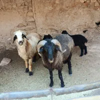 قوچ درجه یک بزری