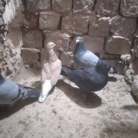 کبوتر گرفتنی