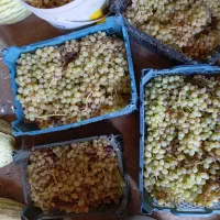 انگور زیرکوه