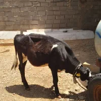 گوساله