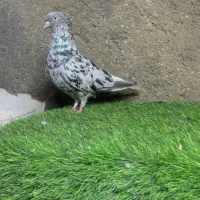 دمسفید ماده