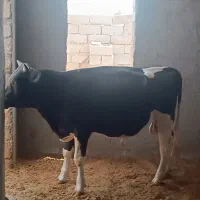 گوساله