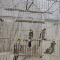 عروس هلندی