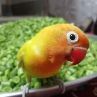 طوطی برزیلی نر