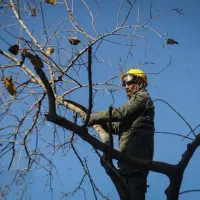 لوله کشی.رنگ آمیزی.هرس درخت.برش درخت.