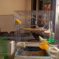 عروس هلندی و کوتوله