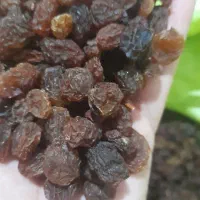 کشمش گله آفتابی (درگز وکاشمر)(خرما و خمیر خرما)