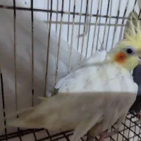 عروس|پرنده|گرگان, |دیوار
