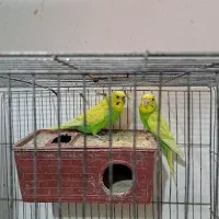 مرغ عشق نر و ماده