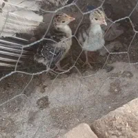 جوجه بوقلمون