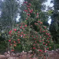 سیب تابستانی درجه یک