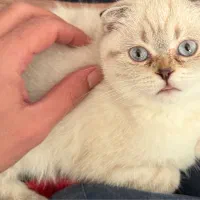 اسکاتیش ماده ۱۶ماهه