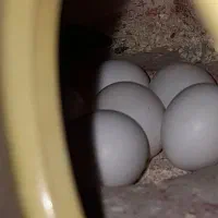 مرغ عشق
