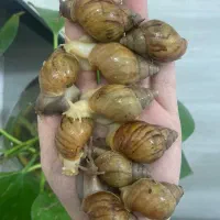 جوجه حلزون آچاتینا
