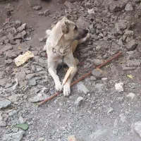 سگ گله|سگ|خرمدشت, |دیوار