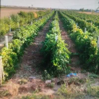 اجاره دادن باغ انگور