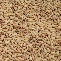 خریدو فروش ،کاه،گزره،یونجه،گندم آبی ودیم