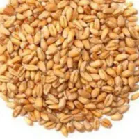 گندم بش