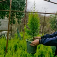 فروش لاوسون به تعداد