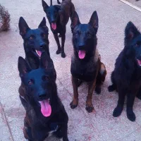 داچ شپرد سگ گارد