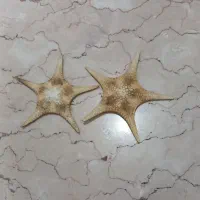 ستاره دریایی و صدف