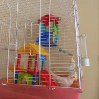 عروس هلندی