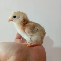 جوجه لاری