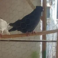 کبوتر رفتنی نر