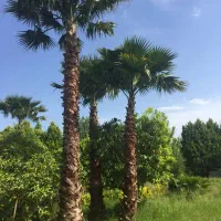 تعدادی پالم