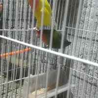 کوتوله برزیلی ،جوجه،تخم،مولد،همه رنگی