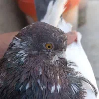 دو جفت کله دار یا کله دم سبز به شرط همه چیز