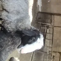 قوچ‌شال‌دوسال‌دارد‌