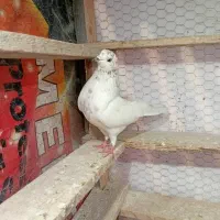 فروش نر