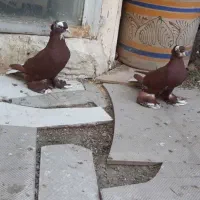 کبوتر یا کفتر
