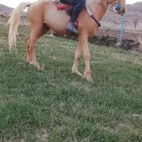 اسب|اسب و تجهیزات اسب‌سواری|خواجه, |دیوار