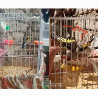 سهره دورگ