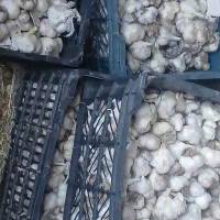 سیر