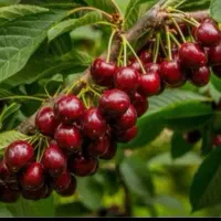 فروش آلبالو گوشواره ای،مجار،پیش رس