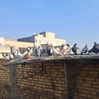 یه چخ کفتر اس