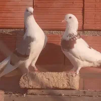 یک جفت کبوتر تهرانی