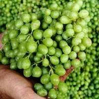 خرید فروش غوره و انگور